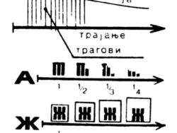 Коло живота