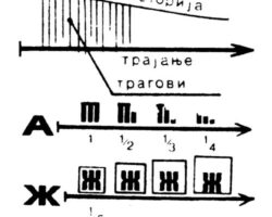 Коло живота